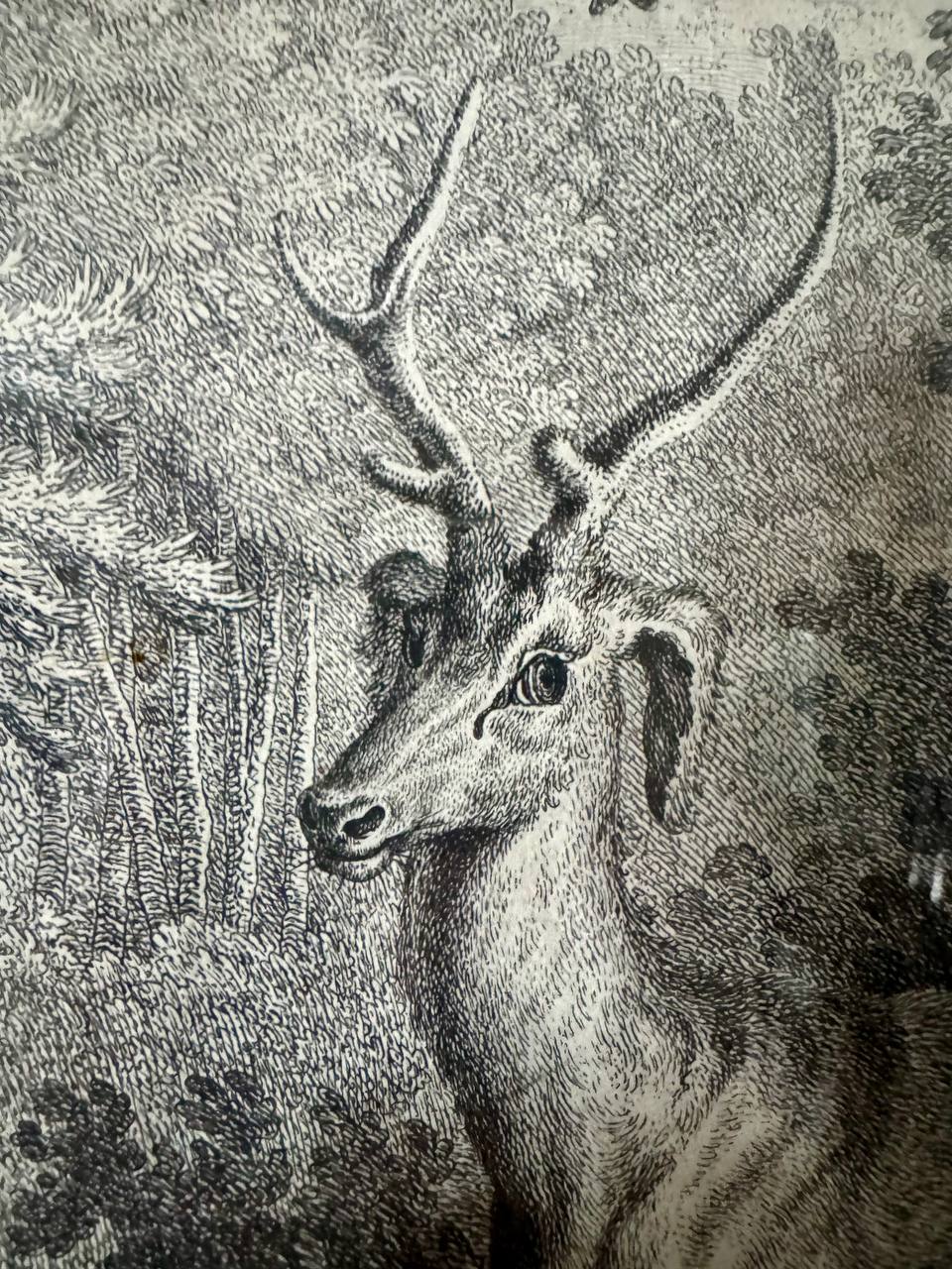 Hirsch mit Schlappohren – Erlegtes Wildtier des Landgrafen von Hessen-Darmstadt, 1754 – Kupferstich nach Johann Elias Ridinger — Kontext