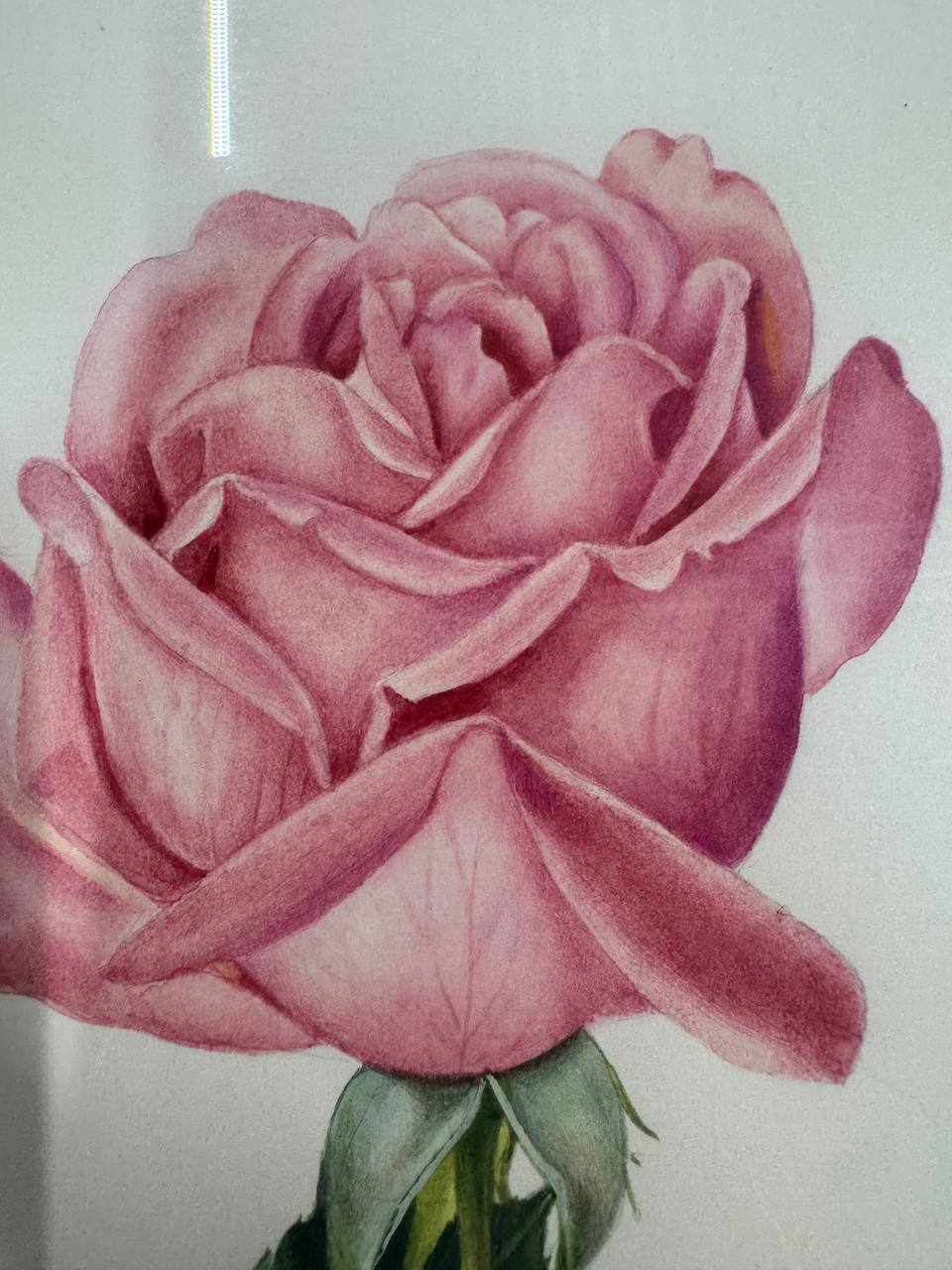 Rosa Rose — Aquarell von Elisabeth Gasser-von Gunten, Langnau a/A — Vorderseite