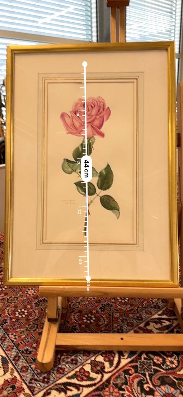 Rosa Rose — Aquarell von Elisabeth Gasser-von Gunten, Langnau a/A — Kontext