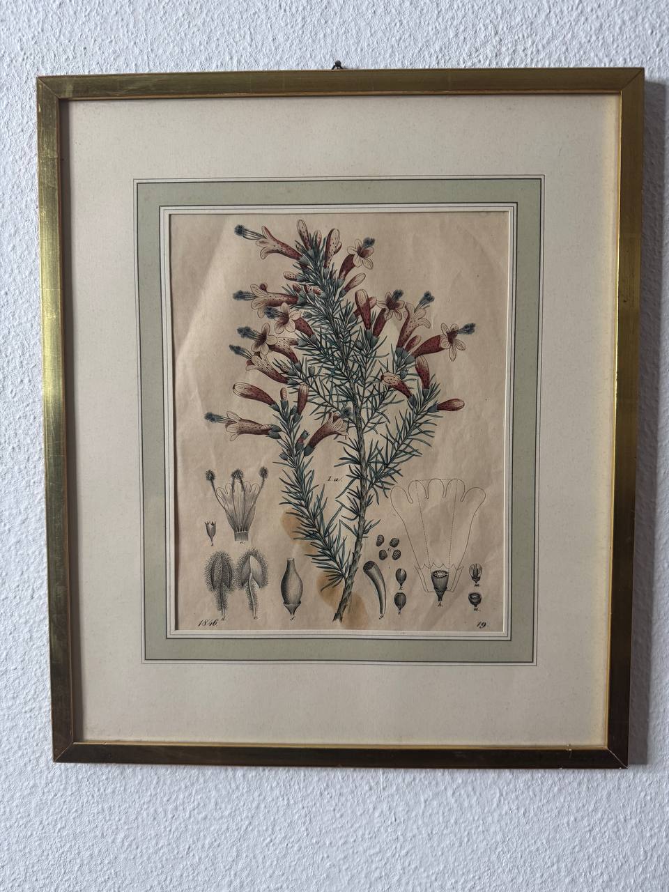 Botanische Studie mit Jahreszahl 1846 — Farbiger Kupferstich