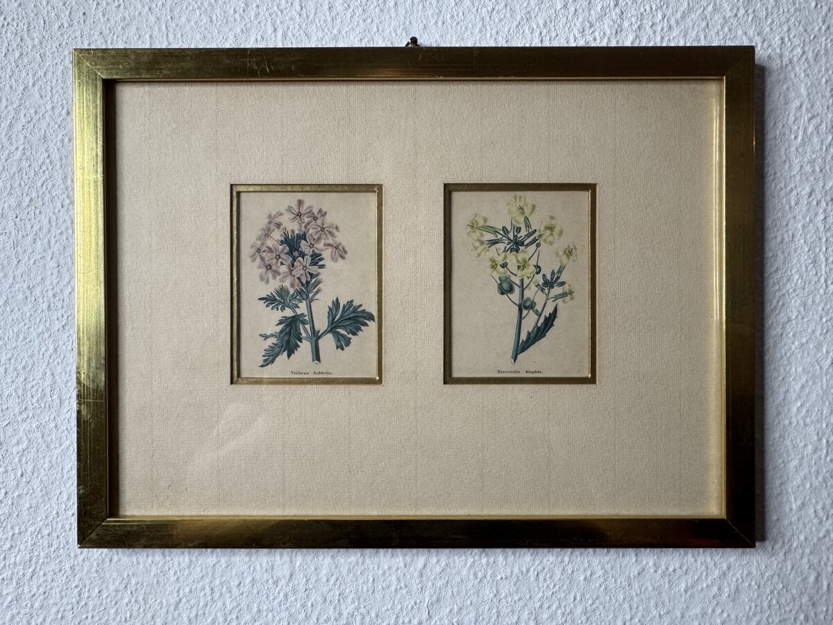 Zwei handkolorierte botanische Kupferstiche – Verbena Aubletia & Biscutella hispida, gerahmt