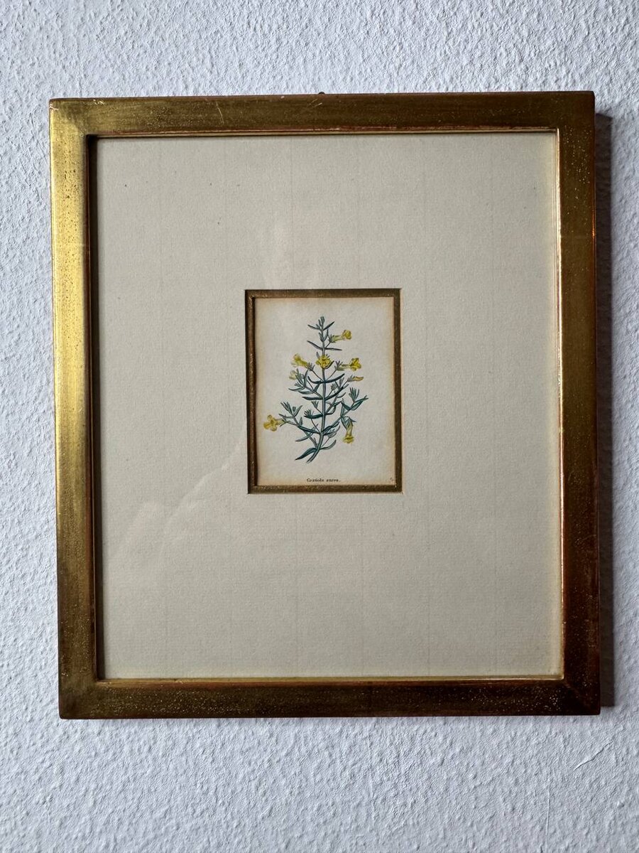Gratiola aurea – Altkolorierter Kupferstich von Watts, anno 1840