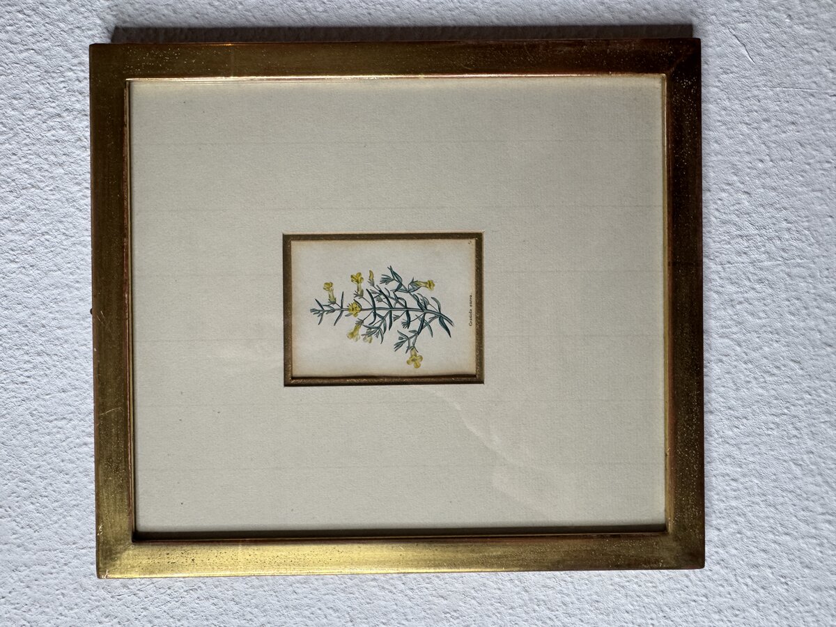 Gratiola aurea – Handkolorierter botanischer Kupferstich, 18./19. Jh.