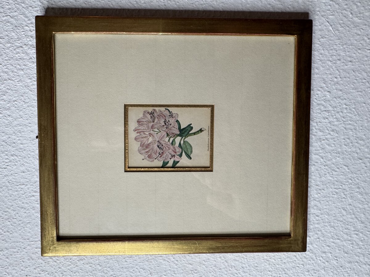 Rhododendron Catawbiense – Handkolorierter botanischer Stahlstich, 19. Jahrhundert