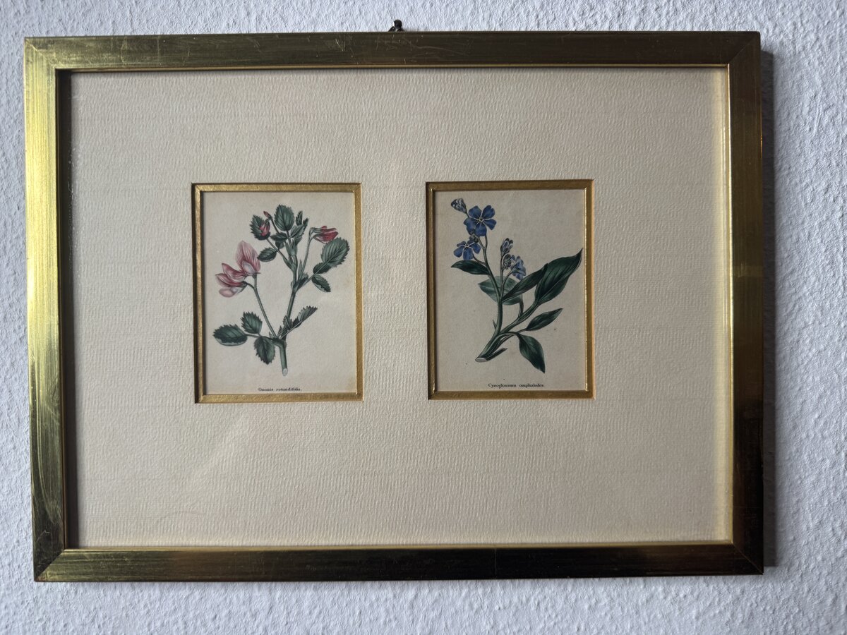 Zwei kolorierte botanische Kupferstiche – Ononis rotundifolia & Cynoglossum omphalodes, gerahmt