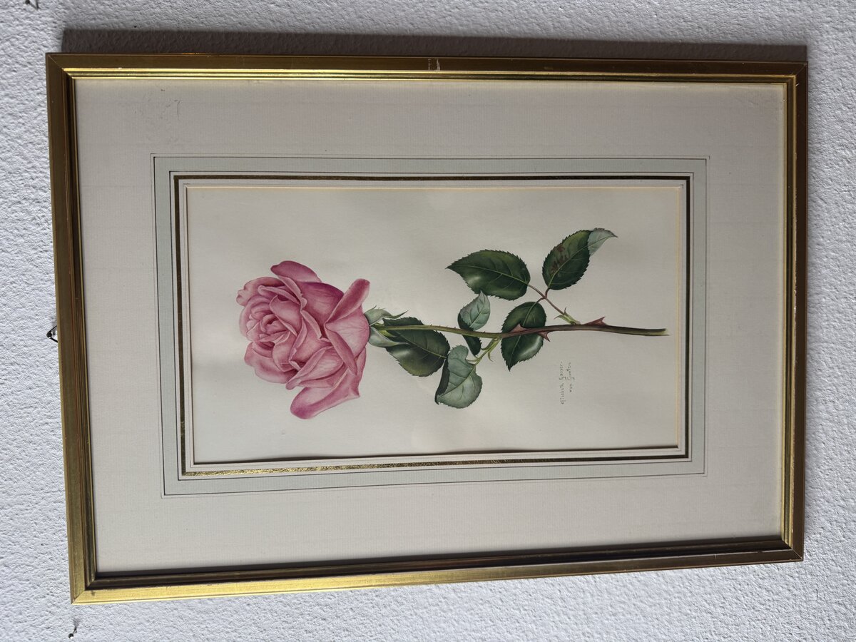 Rosa Rose — Botanisches Aquarell von Elisabeth Gasser-von Gunten