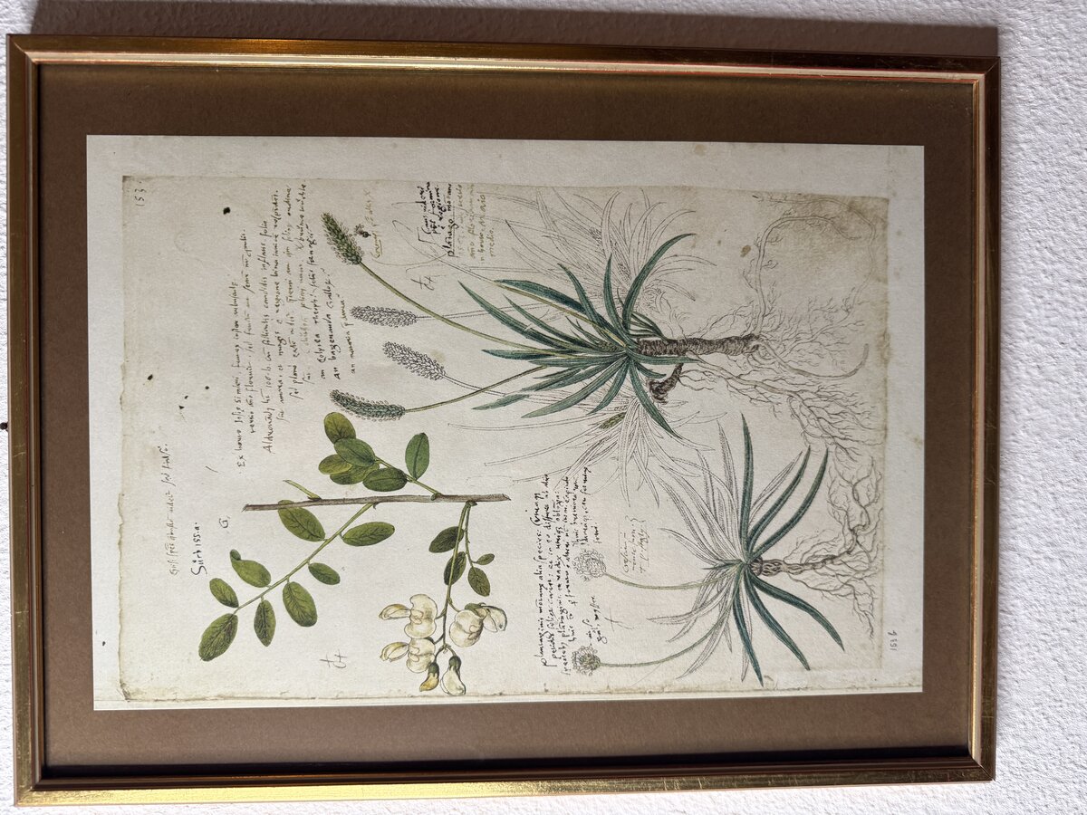 Botanische Studie aus Conrad Gessners Historia Plantarum – Colutea, Plantago alpina & atrata (Faksimile)