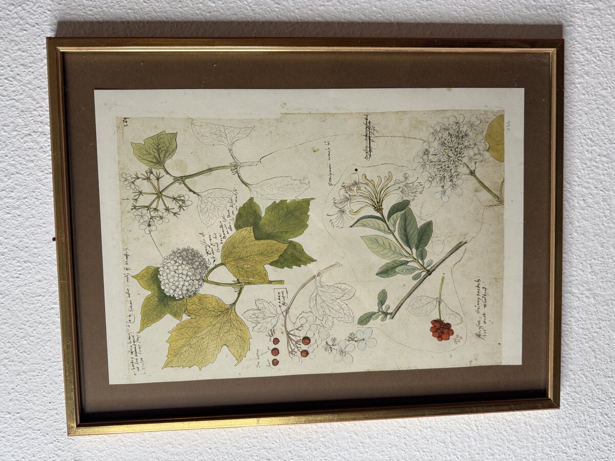 Botanische Studie aus Conrad Gessners 'Historia Plantarum' — Schneeball & Geissblatt (Faksimile)