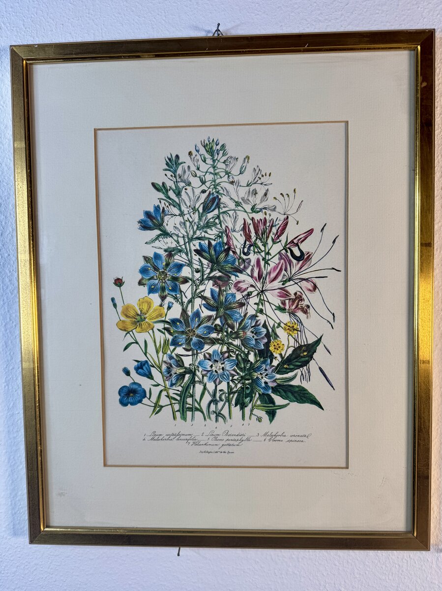 Botanische Lithographie – Blumenkomposition mit Lein, Malesherbia und Cleome (Day & Haghe, Hoflithografen der Königin)