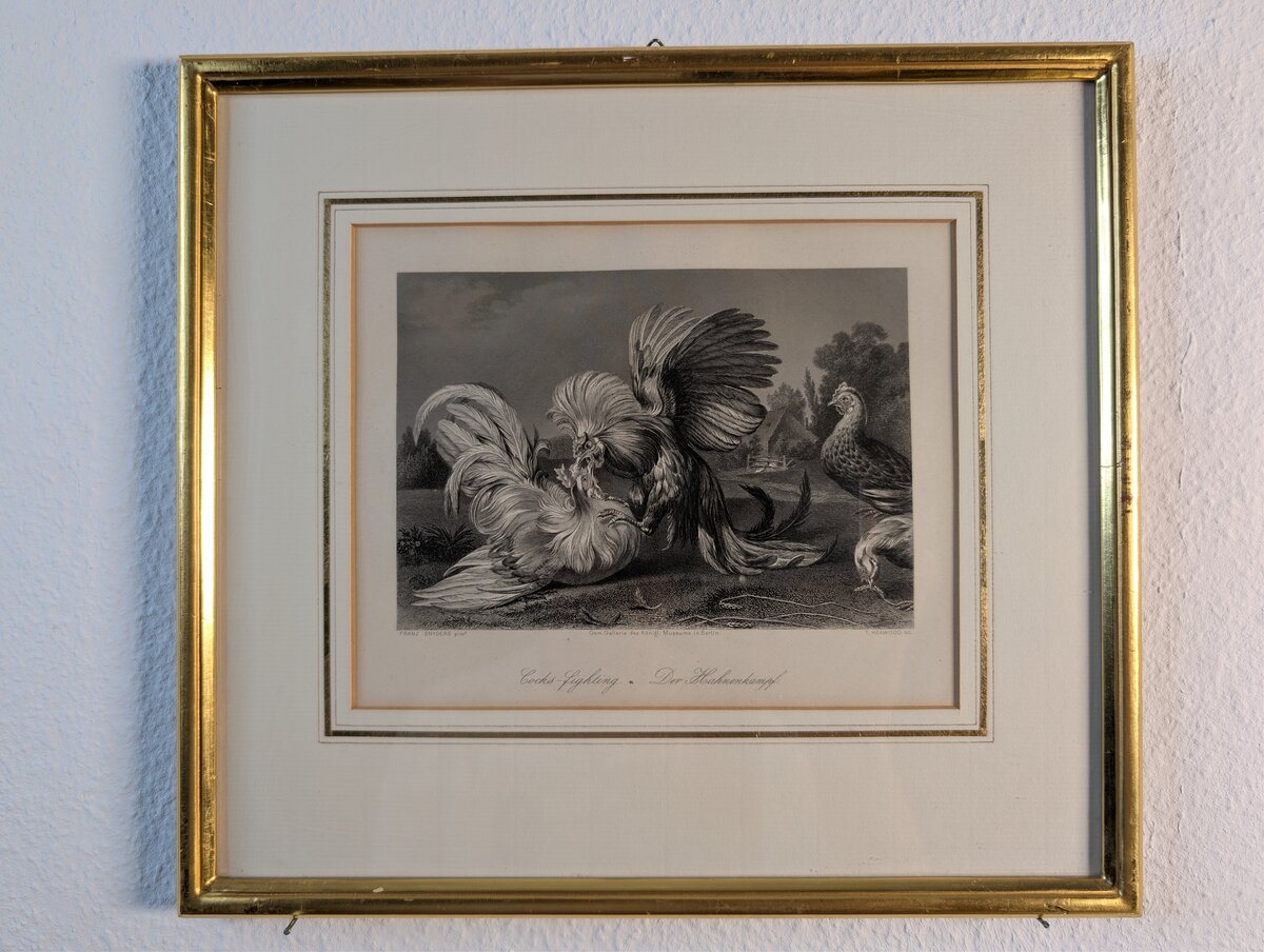The Cockfight – Cocks-Fighting. Steel engraving after Frans Snyders